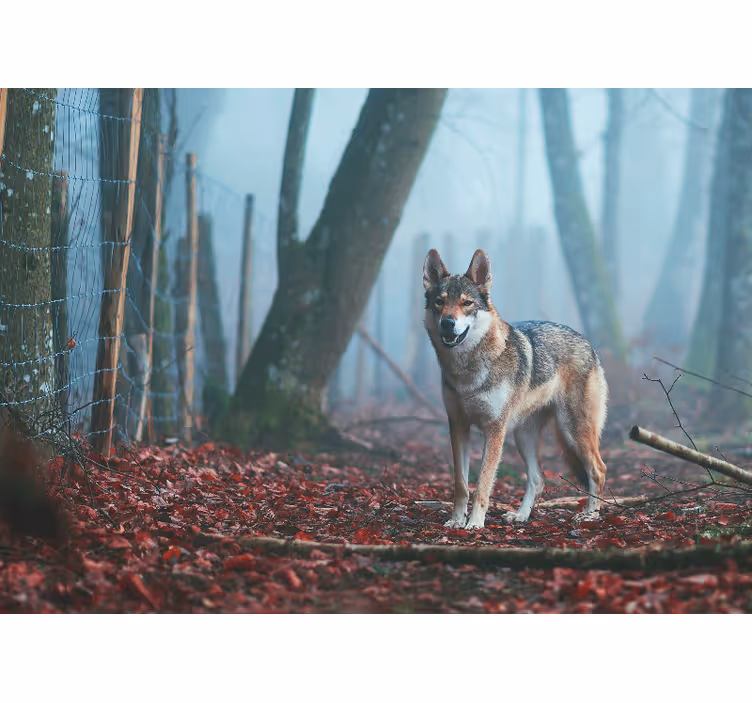 Animals wall mural wolf in misty forest - TenStickers