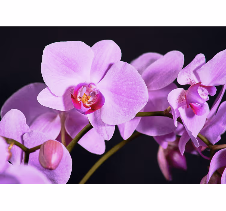 Branch of purple orchids  wall mural - TenStickers