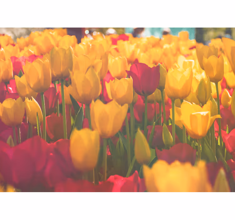 Flower wall mural tulip blossom meadows - TenStickers