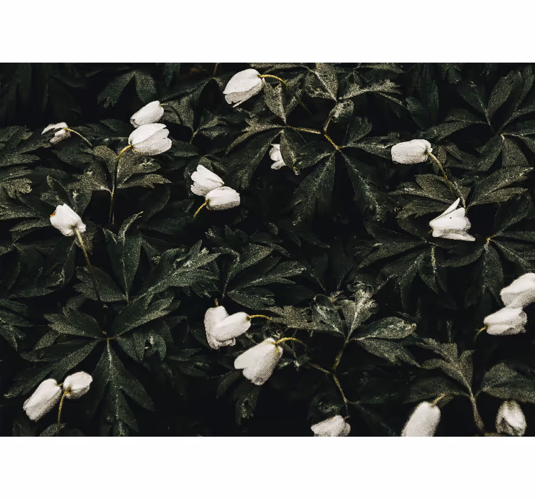 Flower wall mural gentle white flowers - TenStickers