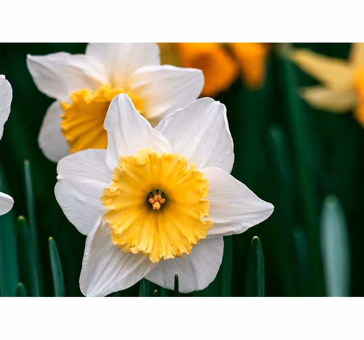 Poppy wall mural daffodil blooming grace - TenStickers