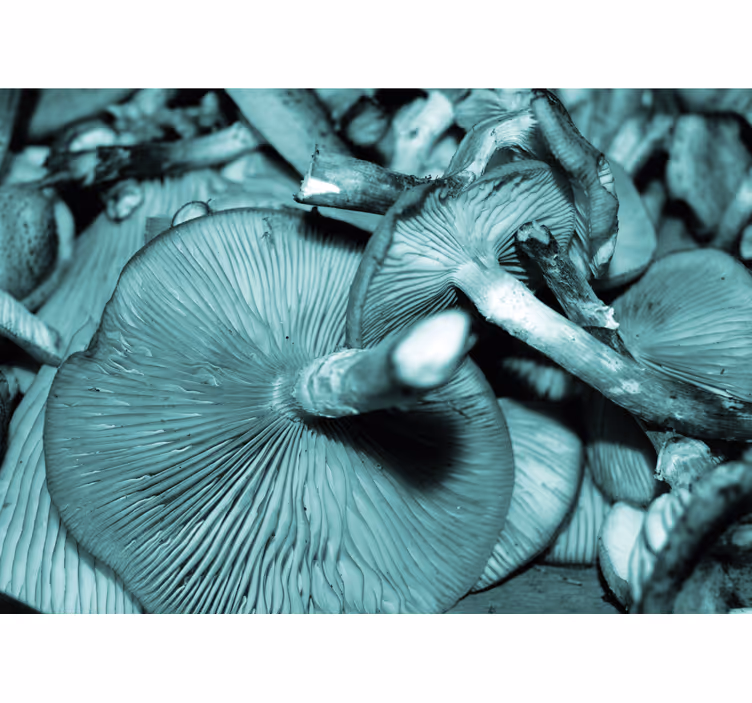 Wall mural nature mushroom cluster - TenStickers