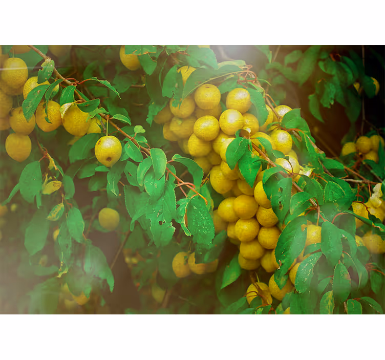 Flower wall mural lush greenery and fruits - TenStickers