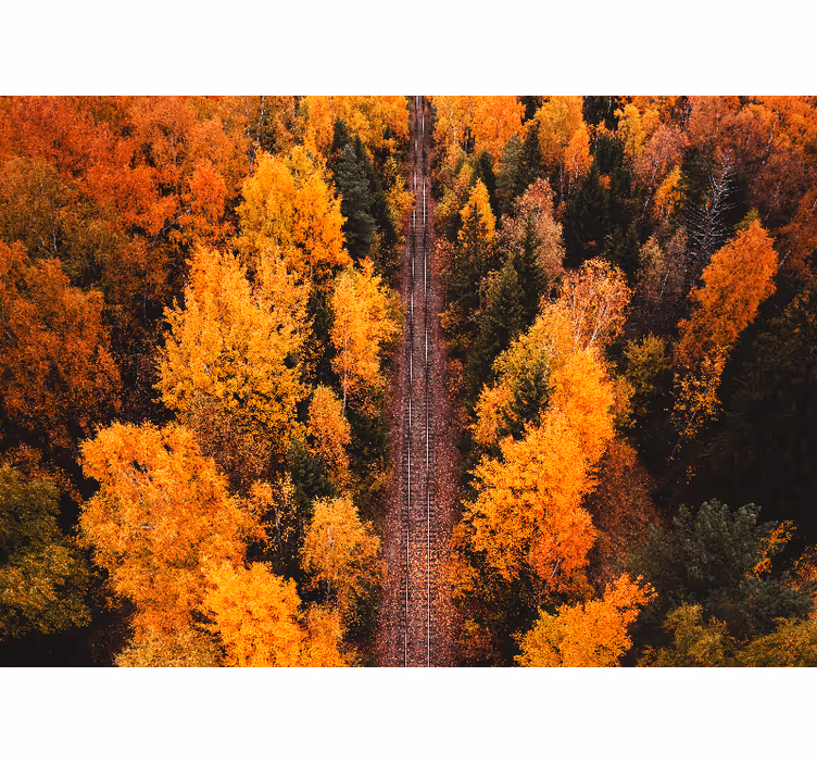 Landscape wall mural autumn woodland trail - TenStickers
