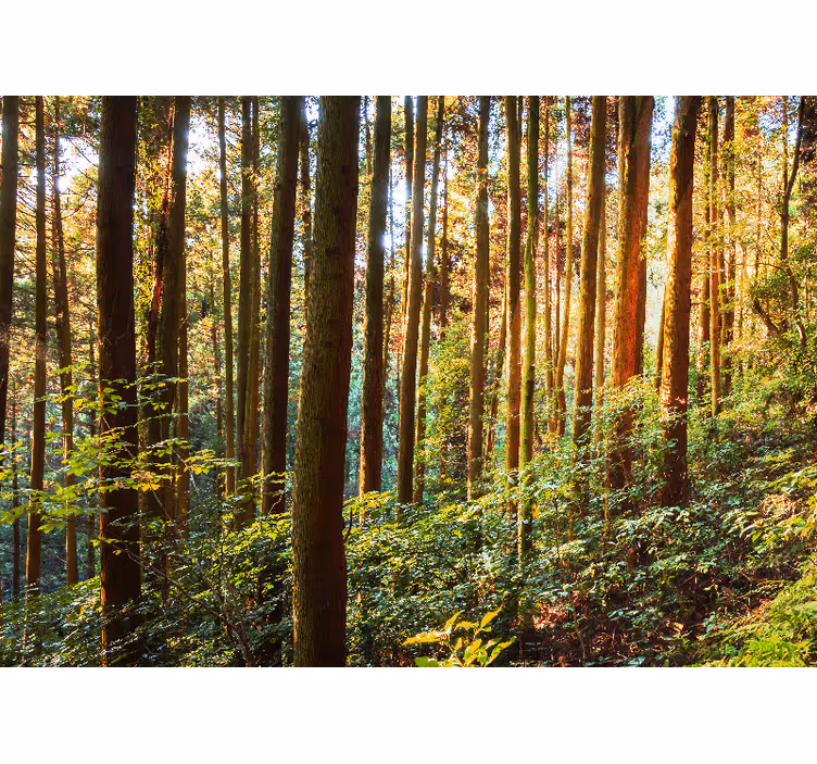 Tall tree trunks Forest Wall Mural - TenStickers