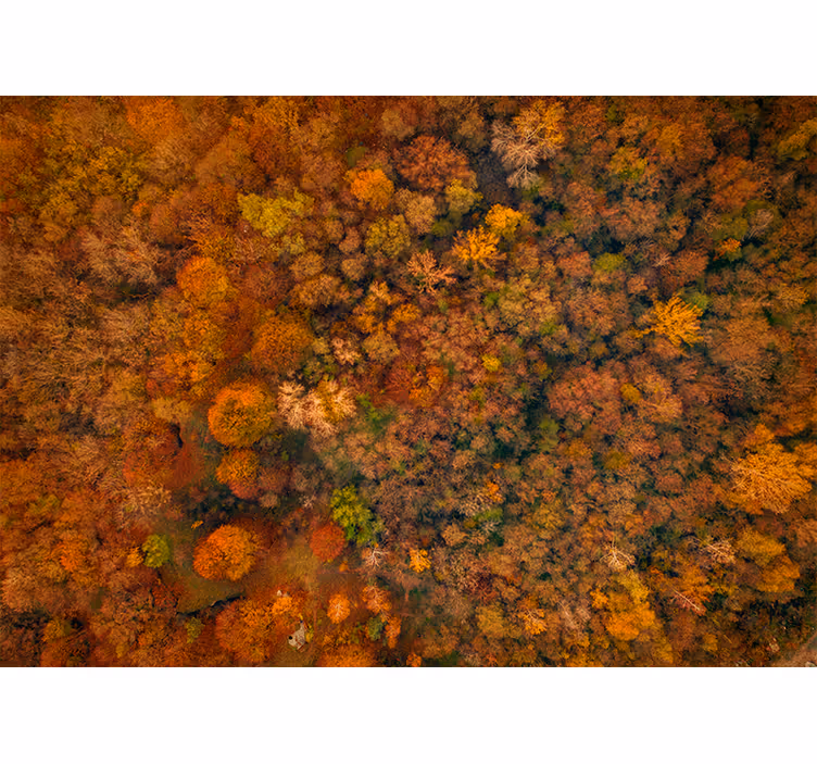 Wall mural nature autumn canopy perspective - TenStickers