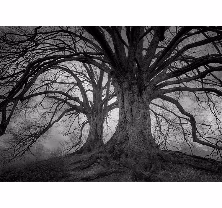 Tree kahl aesthetic photography  mural - TenStickers