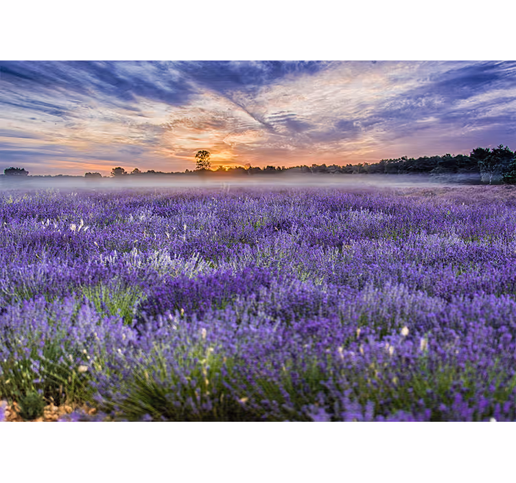 Lavender field twilight flower wall mural - TenStickers