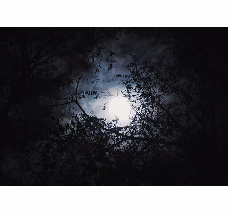 Wall mural nature moonlit branches - TenStickers