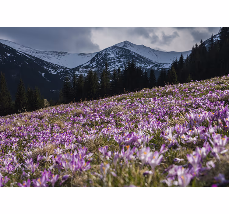 Crocus blossom field flower wall mural - TenStickers