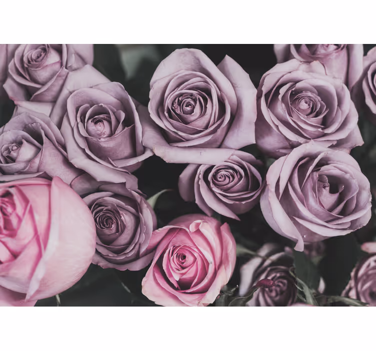 Elegant style pink roses design wall mural - TenStickers