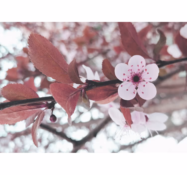 Cherry blossom bloom flower wall mural - TenStickers
