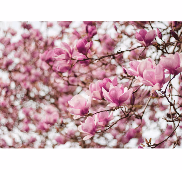 Elegant style feminin pink cherry flower mural - TenStickers