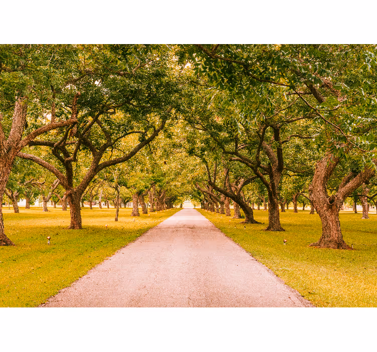 Forest wall mural tree-lined pathway - TenStickers