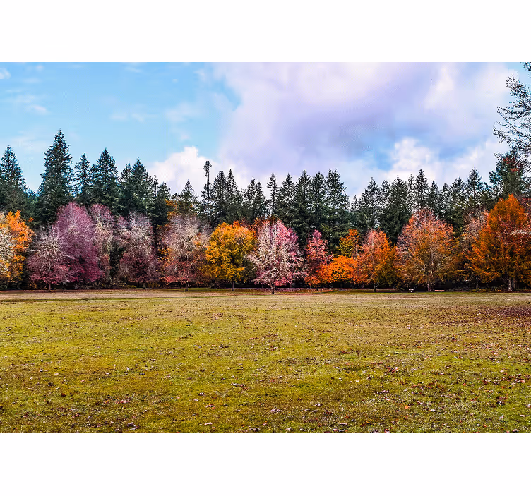 Wall mural nature colorful autumn forest - TenStickers