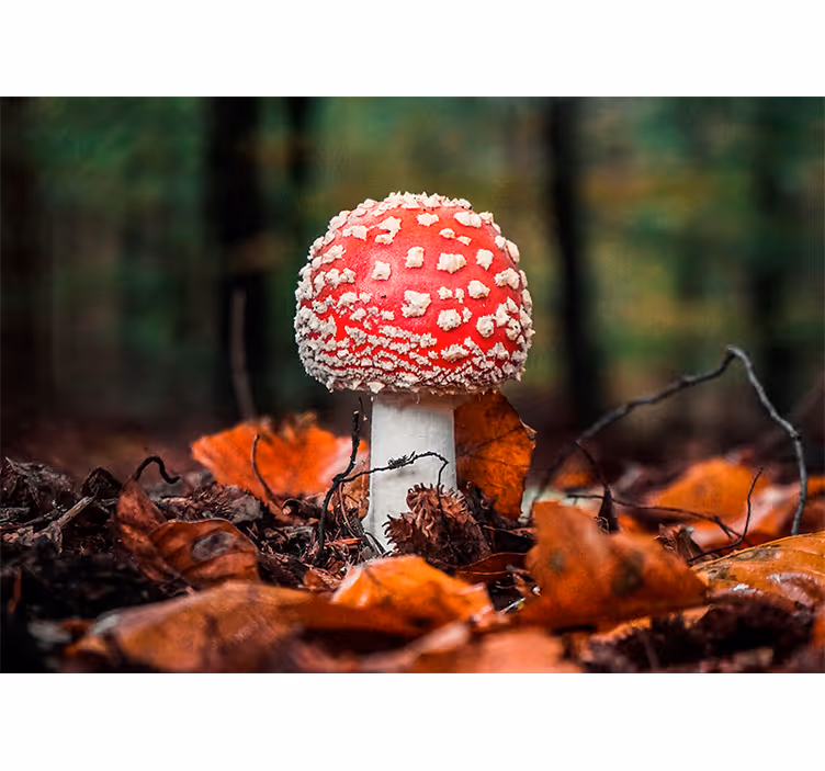 Wall mural nature red toadstool mushroom - TenStickers