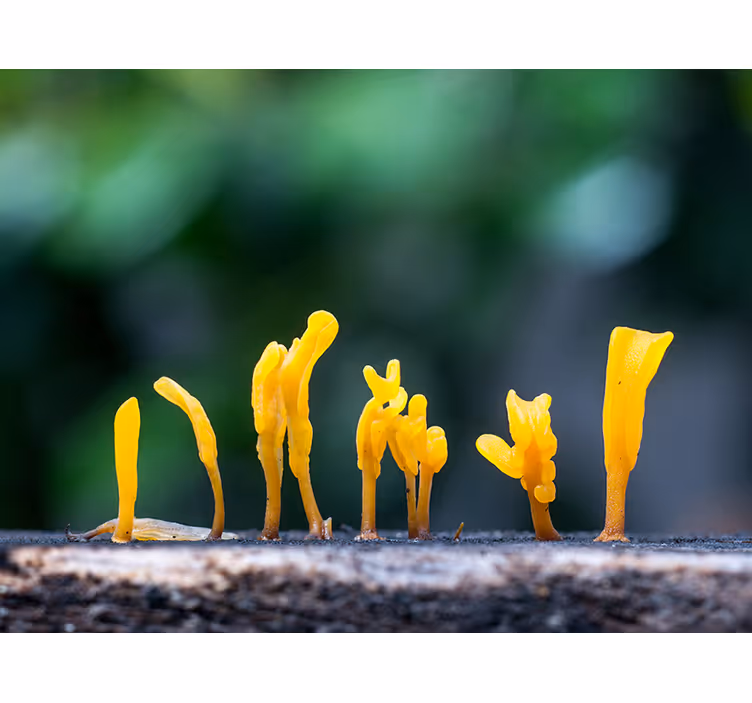 Yellow Fungus Growth wall mural nature - TenStickers