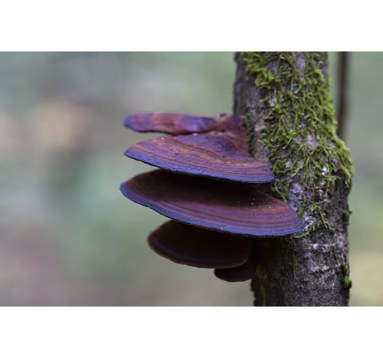 Wall mural nature mushroom growth detail - TenStickers