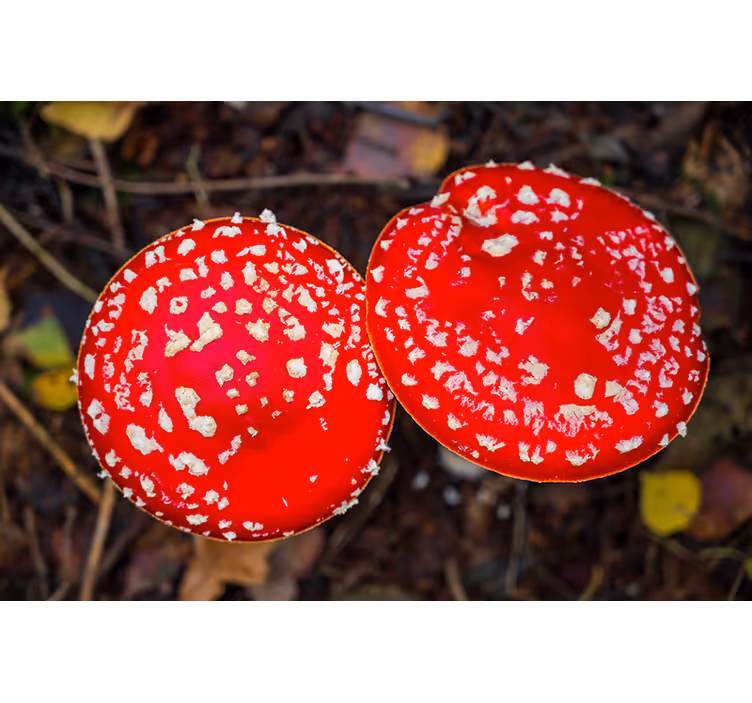 Wall mural nature red mushroom caps - TenStickers
