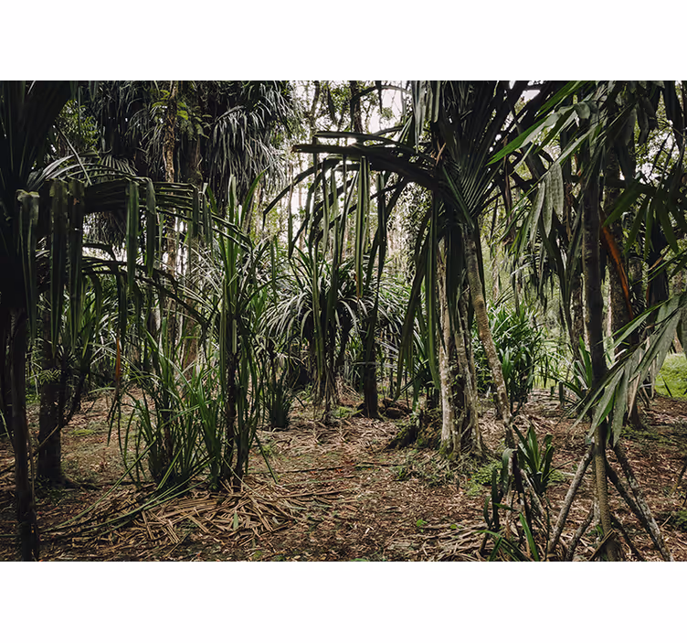 Tropical Forest with Dephts tree mural - TenStickers
