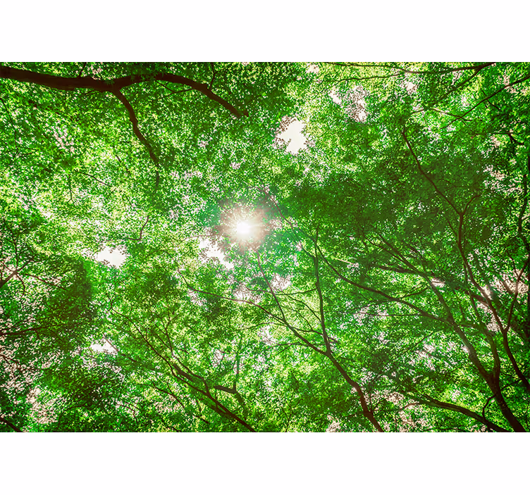 Beautiful green and sunny  Forest Wall Mural - TenStickers