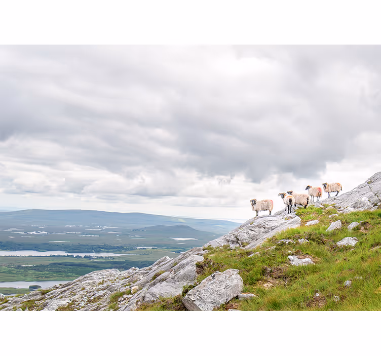 Animals wall mural lambs on slopes - TenStickers