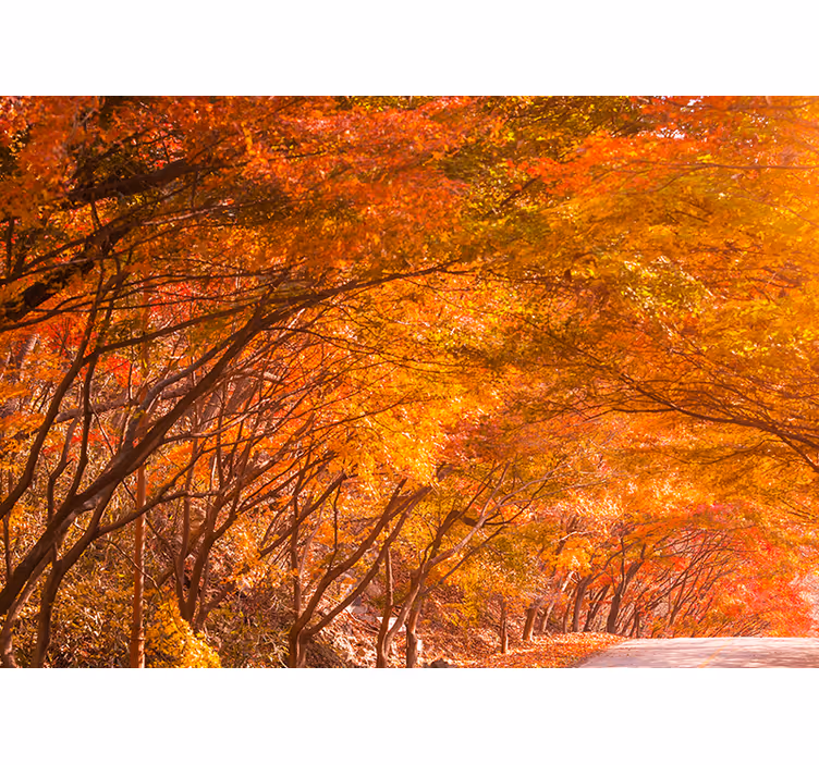 Forest wall mural autumn forest pathway - TenStickers