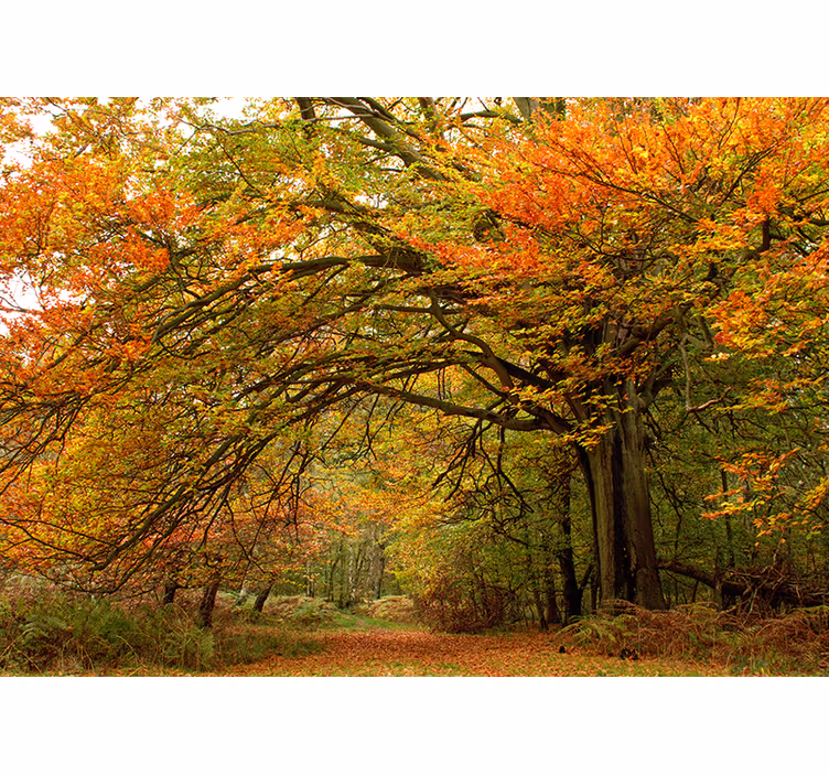Beautiful forest green nature wall mural - TenStickers