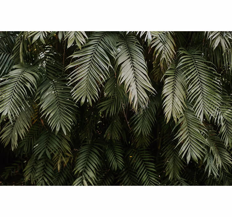 Wall mural nature tropical greenery - TenStickers