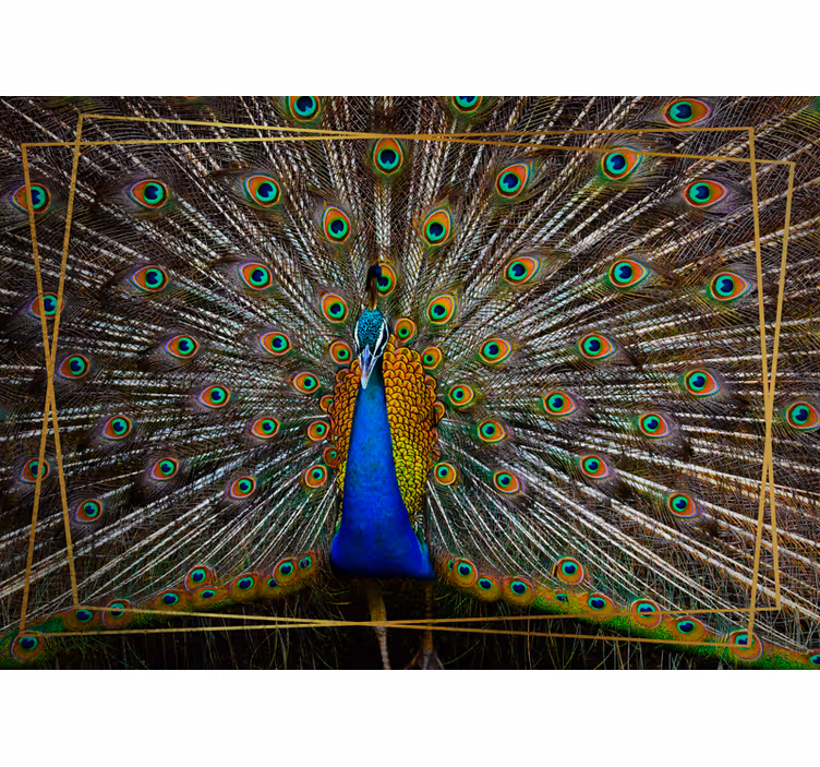 Peacock Bird Feathers wall mural - TenStickers