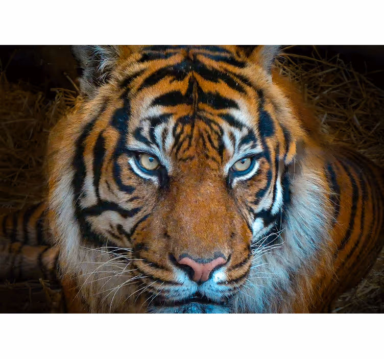 Animals wall mural regal tiger illustration - TenStickers