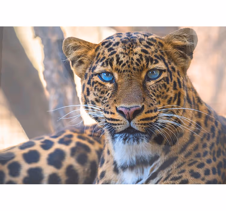 Beautiful female tiger watching you wall mural - TenStickers
