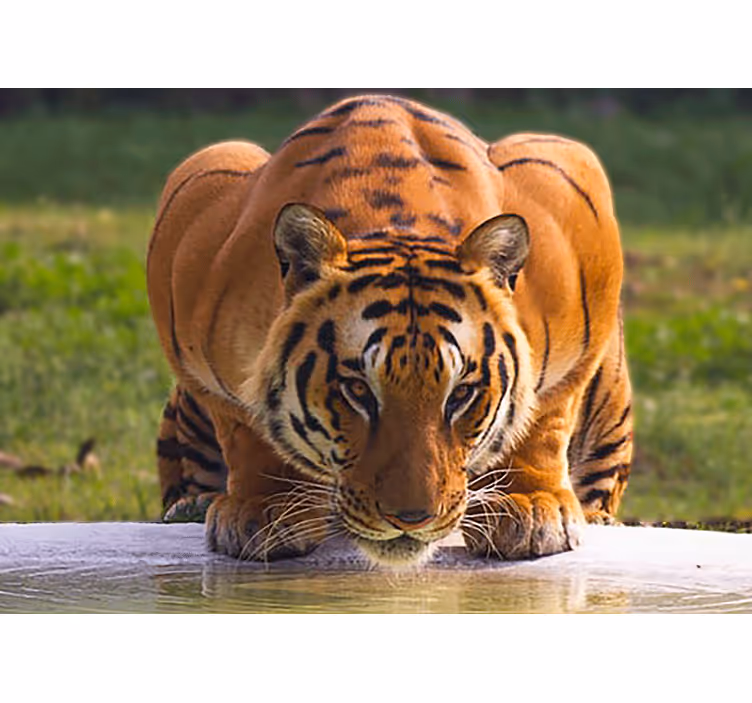 Animals wall mural regal tiger pose - TenStickers