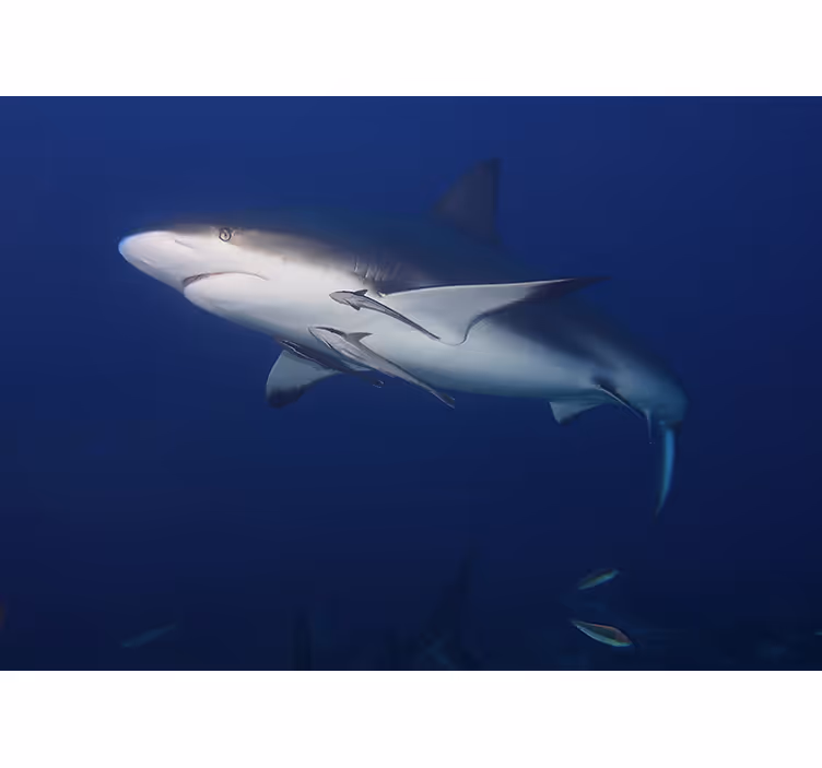 Animals wall mural majestic shark swim - TenStickers