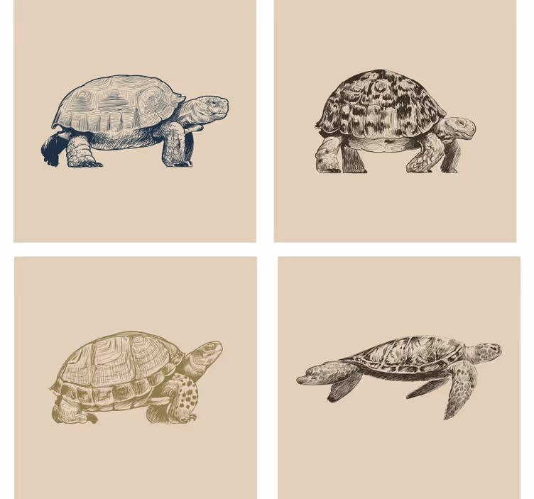 Turtle Drawings Beige Coaster Set - TenStickers