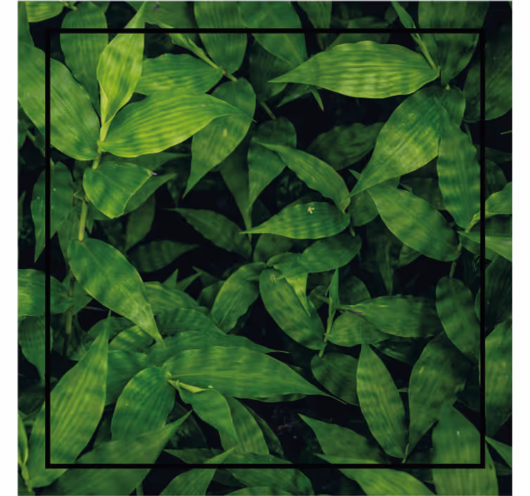 Coasters lush green leaf design - TenStickers