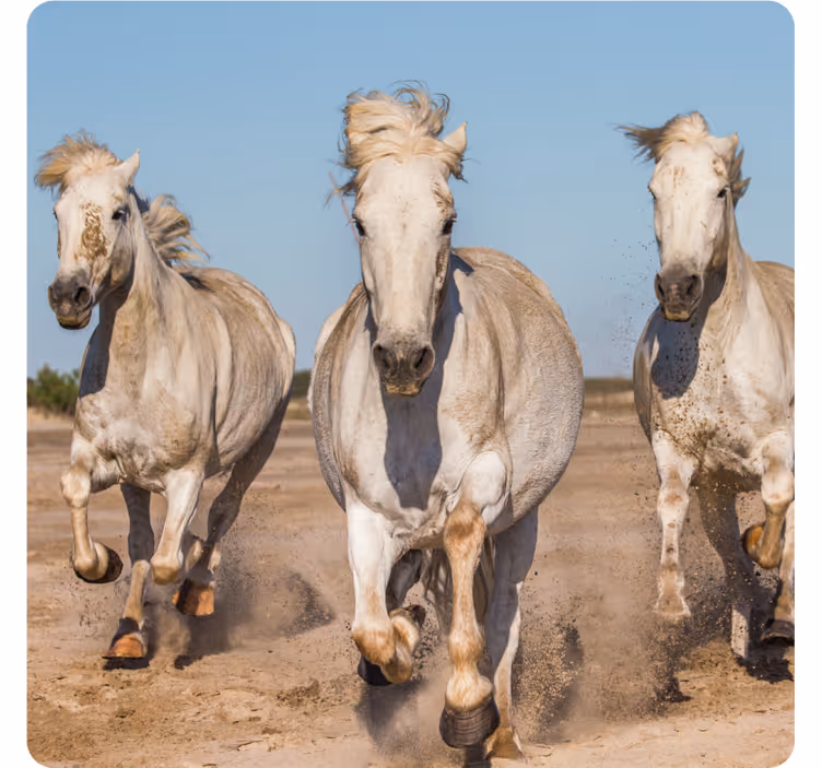 Modern coaster galloping white horses design - TenStickers