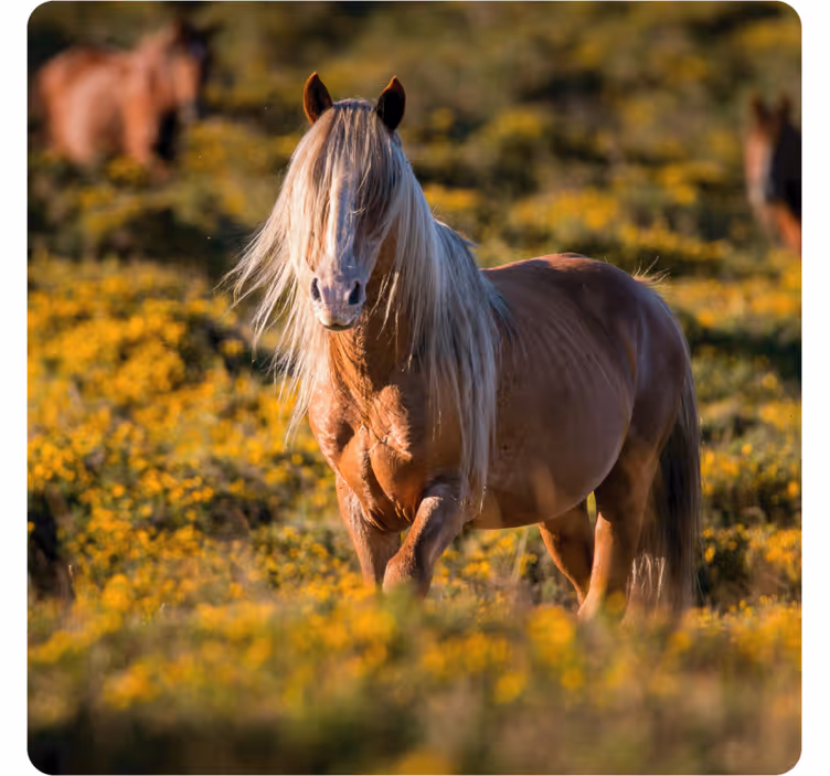 Modern coaster majestic horse in field - TenStickers