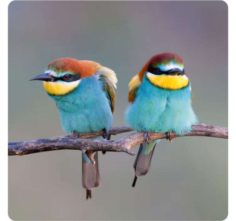 Modern coaster with colorful birds perched - TenStickers