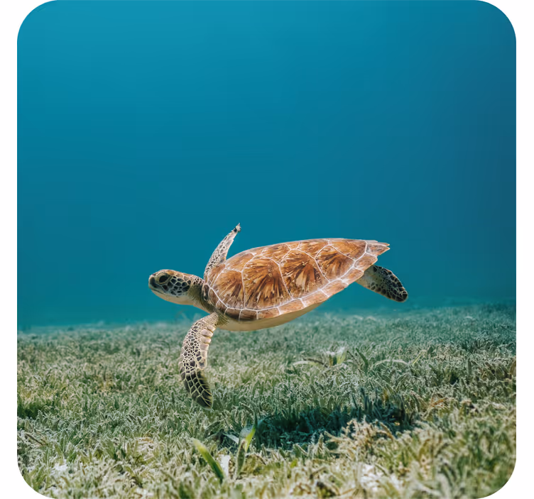 Modern coaster swimming sea turtle design - TenStickers