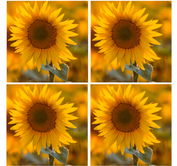 Realistic sunflower coasters - TenStickers