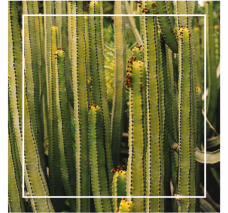 Cactus texture surface coasters - TenStickers