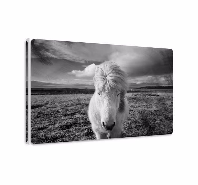 Horse wall art white horse painting - TenStickers