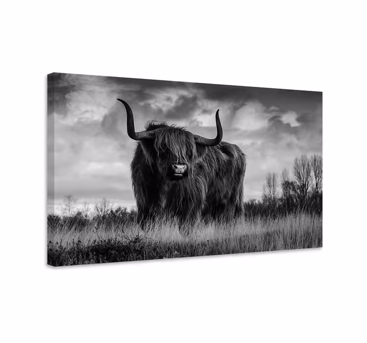 Black and white highland cattle animal canvas - TenStickers