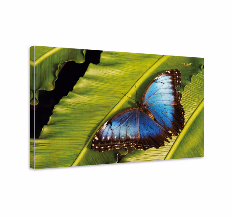 Butterfly canvas butterfly on leaf - TenStickers