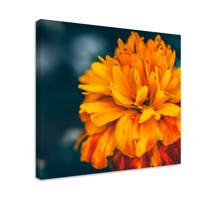 Flower canvas vibrant orange blossom - TenStickers