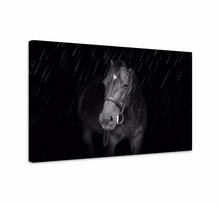 Dignified horse in the rain horse canvas - TenStickers