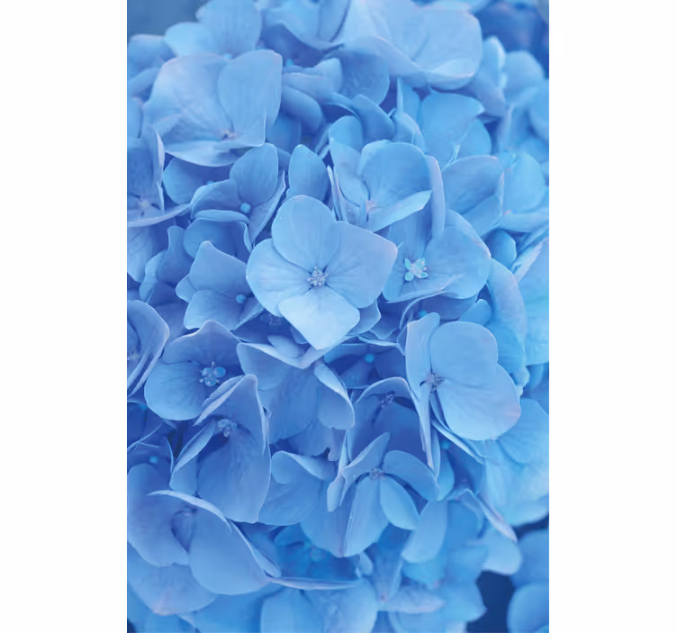 Flowers wallpaper hydrangea flower pattern - TenStickers