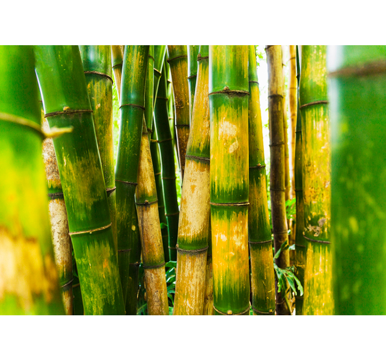 Blind green bamboo forest design - TenStickers