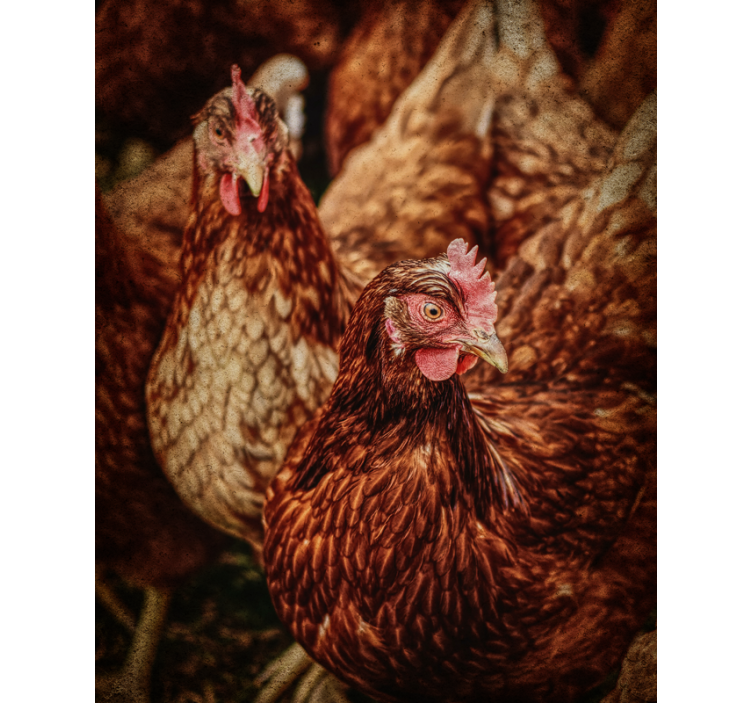 Rustic Farm Chickens animals blind - TenStickers